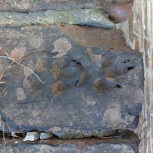 Pfotenabdruck auf dem Backstein